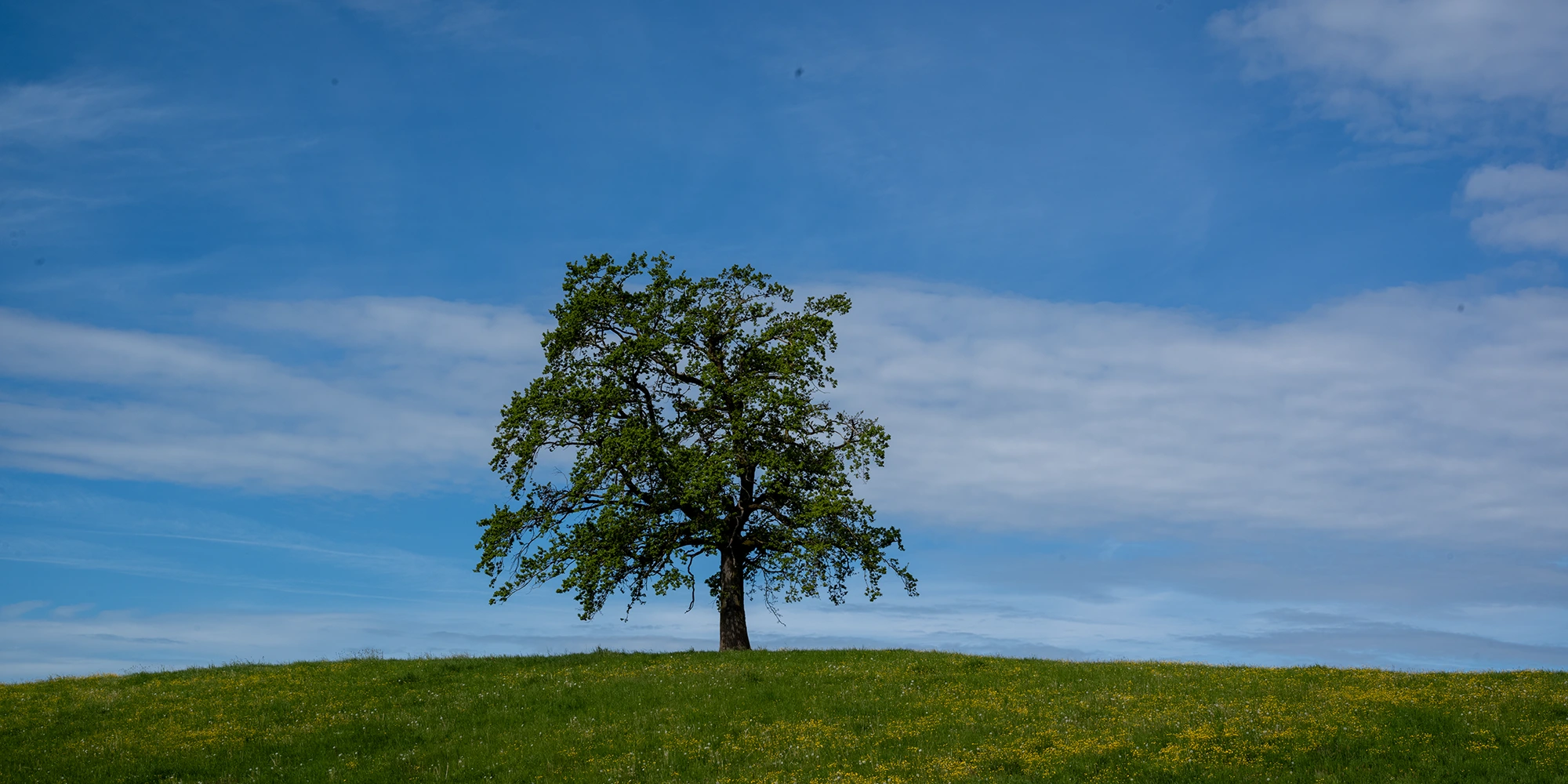 Ein einzelner Baum in der Landschaft bei Münsing in der Nähe der Autobahn A 95